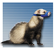 Quick Muzzle® for Ferrets