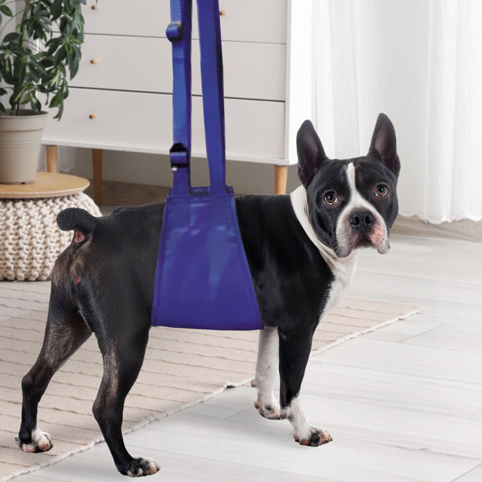 Dog Collars, Harnesses & Leashes | PetSmart - Dog Grooming Safety Restraints And Muzzles