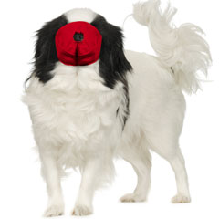 Pug-Nosed Quick Muzzle® Small Red