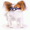 Quick Muzzle® For Average-Snouted Breeds
